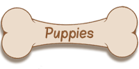 puppies